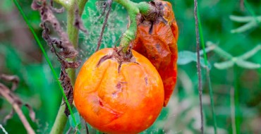 Rotten tomato on a branch