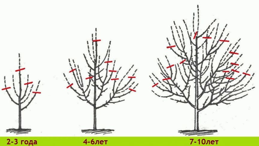 التشكيل التدريجي لتاج شجرة في 10 سنوات