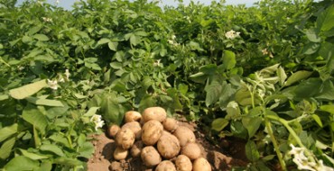 Mehrere Kartoffelknollen auf dem Foto