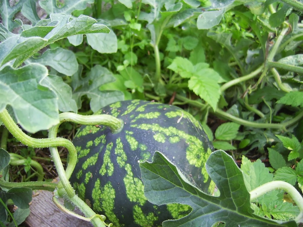 تنضج البطيخ في الحديقة