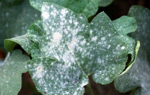 Witte echte meeldauw op een blad