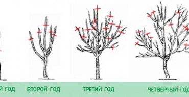 Die Krone eines Baumes formen