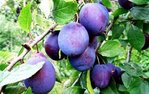 Fotografie de fructe de prune coapte