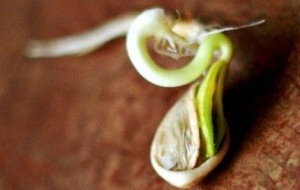 Cum germinează o semință de dovleac