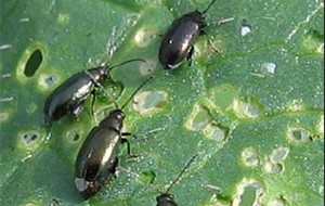 Cabbage pests eat leaves