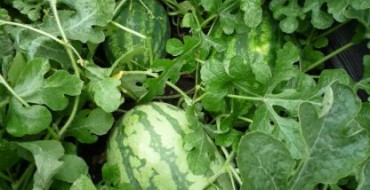 Anbau von Wassermelonen für die mittleren Regionen des Landes