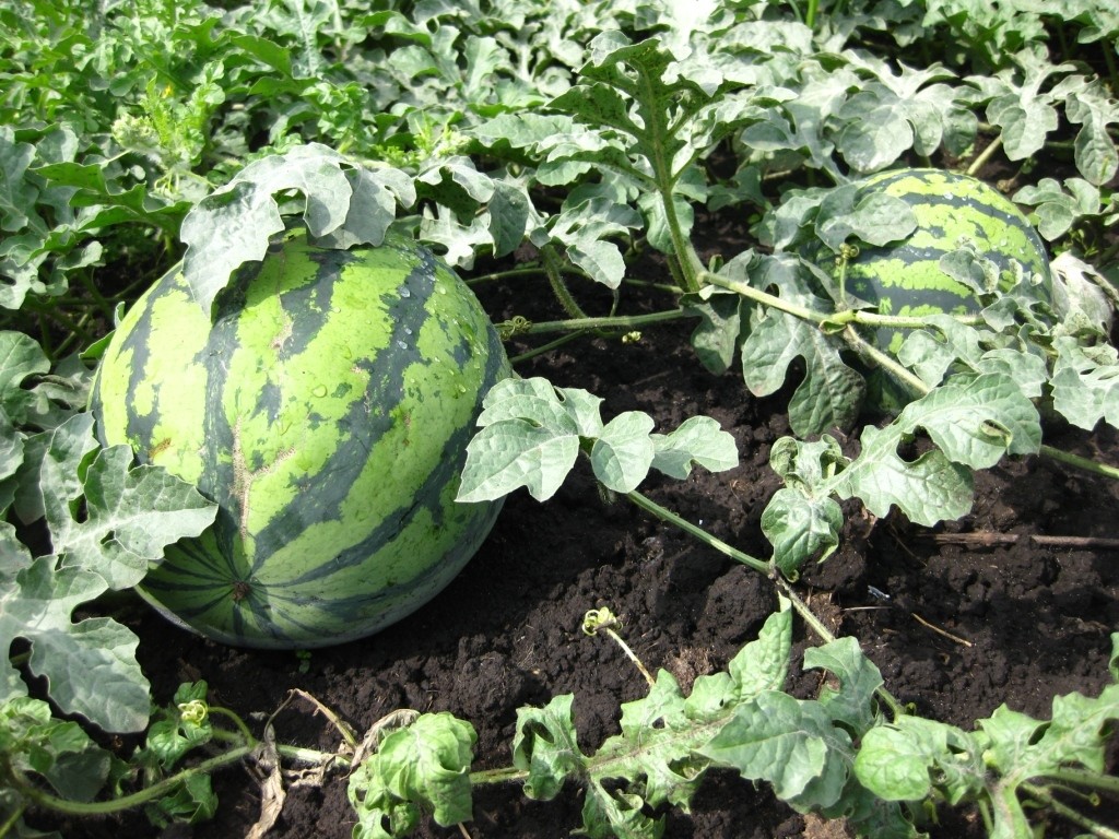 أسرار وحيل زراعة البطيخ في الممر الأوسط