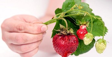 Zweig mit Erdbeeren in der Hand