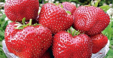 Erdbeer-Gigella-Sorte