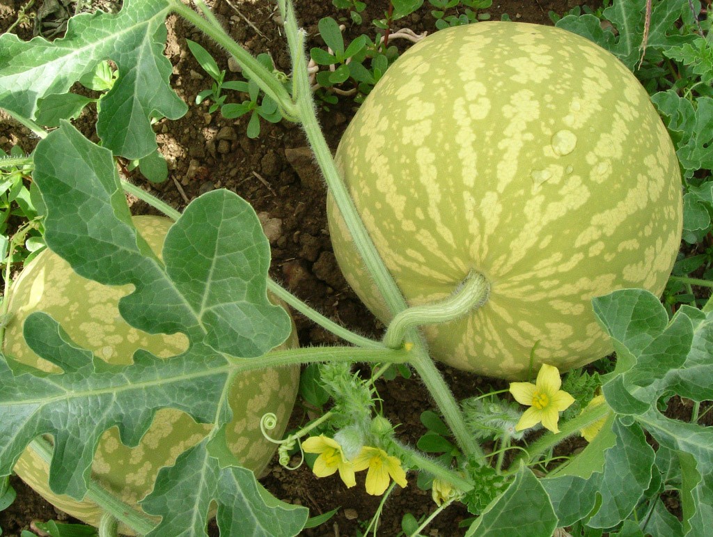 زراعة البطيخ والعناية به