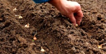 Hoe uien te planten volgens de maankalender