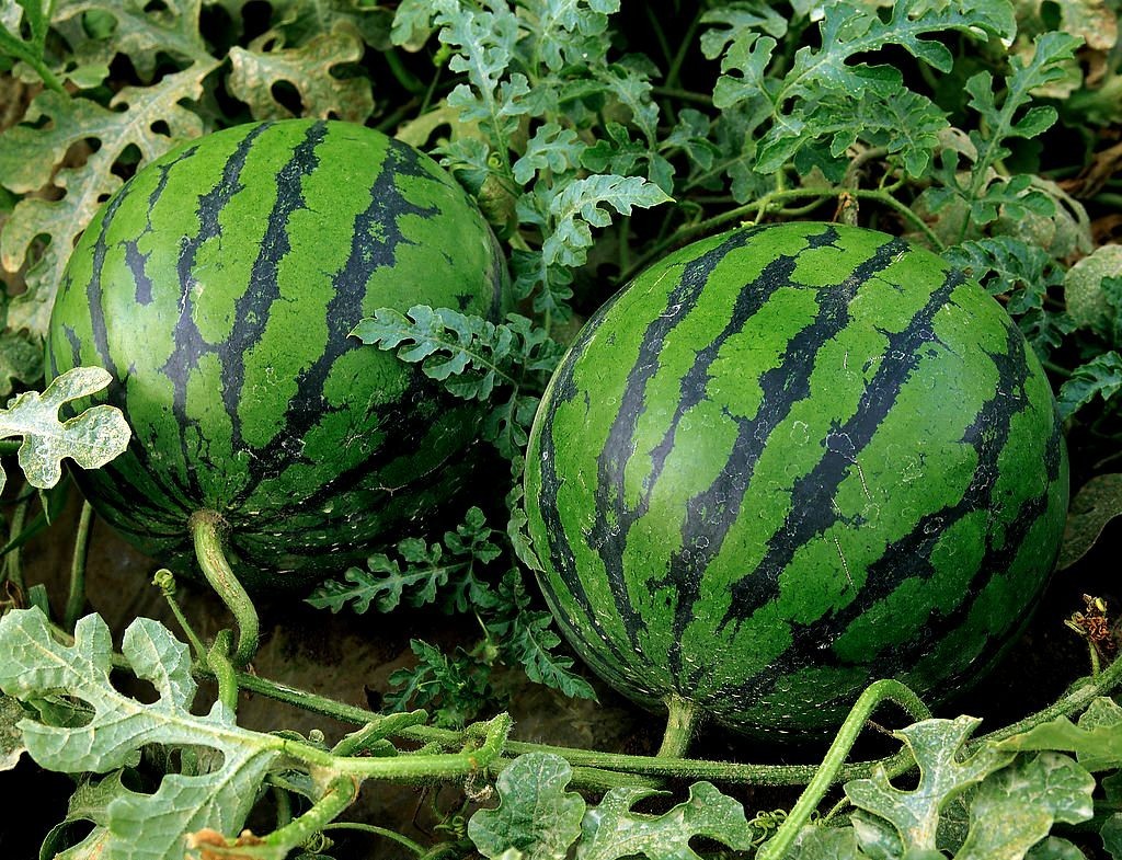 Zwei große Melonen auf dem Foto