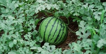 Unkraut schützt die Wassermelone vor der Sonne