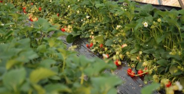 Metoda finlandeză de cultivare a căpșunilor