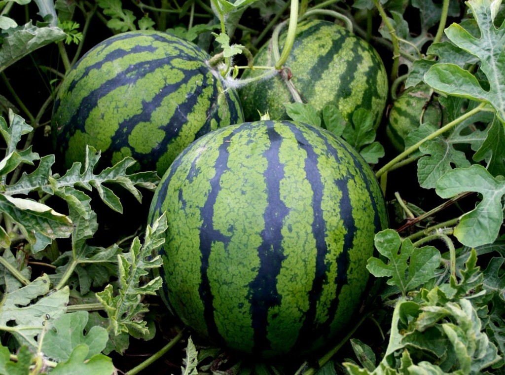 Reife Melonen im Garten
