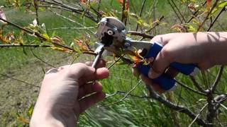 كيفية استخدام مقص التقليم عند زراعة الأشجار