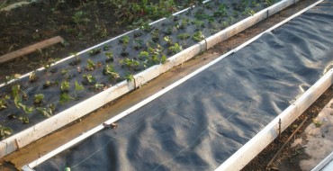 Plantarea căpșunilor sub un film negru