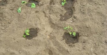 Folosirea nisipului pentru fertilizarea solului