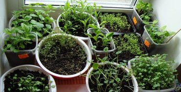 Wie man Basilikumsetzlinge richtig pflanzt