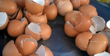 Utilizarea cojilor de ouă pentru fertilizarea grădinii