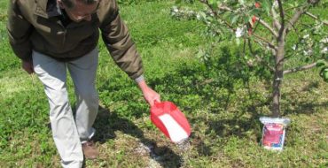 Fertilizarea arbuștilor și fertilizarea solului