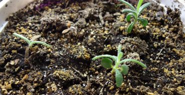 Rozmarinul poate fi cultivat și propagat acasă