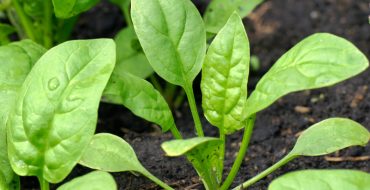 Wie man Spinat im Freien anbaut