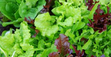 Welche Arten von grünen Salaten gibt es?