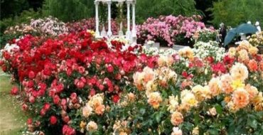 Cum să faci singură o grădină de trandafiri