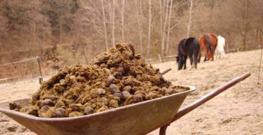 Caracteristici ale utilizării gunoiului de cai