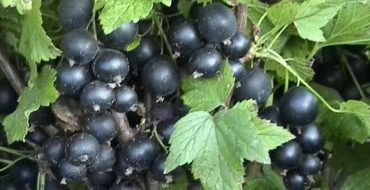 Welche Sorten von schwarzen Johannisbeeren sind die besten und welche ist besser für den Garten zu wählen