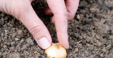 كيف تنمو البصل العقيق الأبيض بنفسك