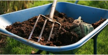 Ce gunoi de grajd este mai bine de ales pentru fertilizarea solului