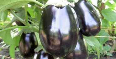 Aubergines mûres dans le jardin