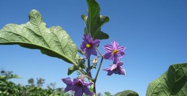 Bloeiende aubergine in de tuin