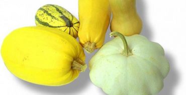 Zucchini und Zucchini sind zwei verschiedene Sorten derselben Familie