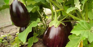 Growing various varieties of eggplants