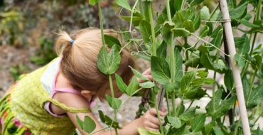 البازلاء الخضراء من الحديقة - طعام شهي مفضل للأطفال