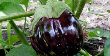 Growing eggplant without aphids