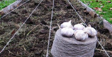 زرع الثوم في الأرض في داشا بالقرب من موسكو