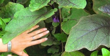 Aubergine en fleurs dans le jardin