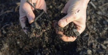 Dezinfectarea solului înainte de plantare