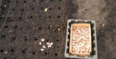 Plantarea căței de usturoi în grădină