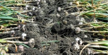 Wenn Sie der Agrotechnologie von Knoblauch folgen, können Sie den maximalen Ertrag erzielen.