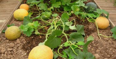 Altai-Melone im Hochbett