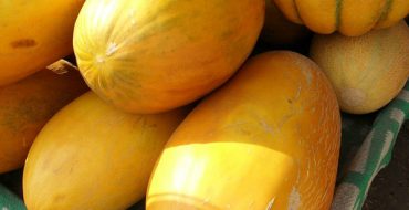 Die berühmten süßen Charjuy-Melonen