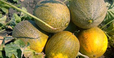 Récolte des melons à la campagne