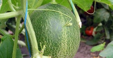 Melon ripening in a greenhouse near Moscow