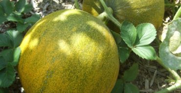 نضج البطيخ المزروع في البلاد