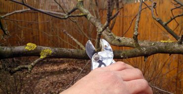 Autumn pruning of apple trees